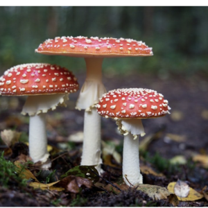 Awaken Dried Mushrooms